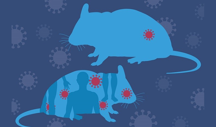 HIV 感染模型