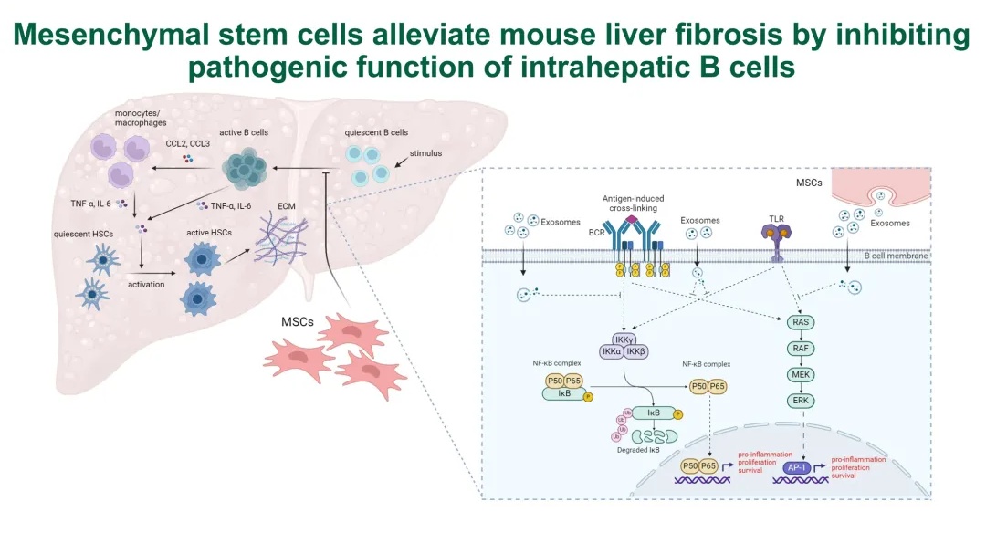 Hepatology | 浙大一院曹红翠教授团队发现间充质干细胞通过抑制肝内B细胞的致病功能缓解肝纤维化